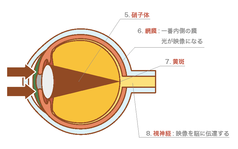 光を映像情報に変換する段階の図