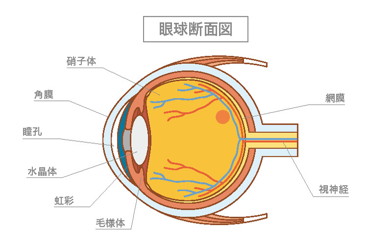 眼球の断面図