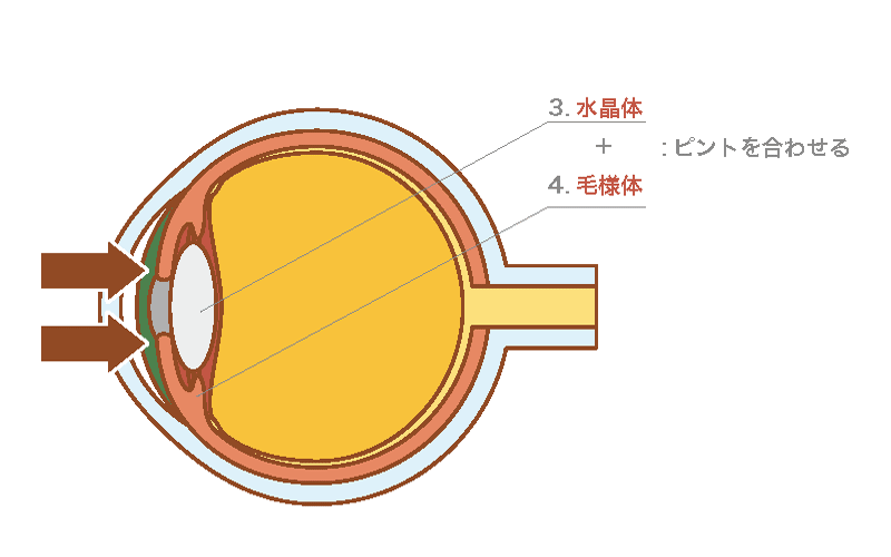 水晶体・毛様体でピント調整をする図
