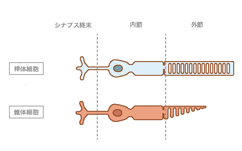 錐体細胞と桿体細胞の図