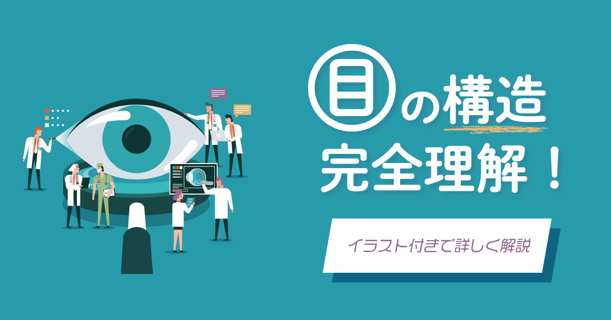 目の構造完全理解!イラスト付きで詳しく解説
