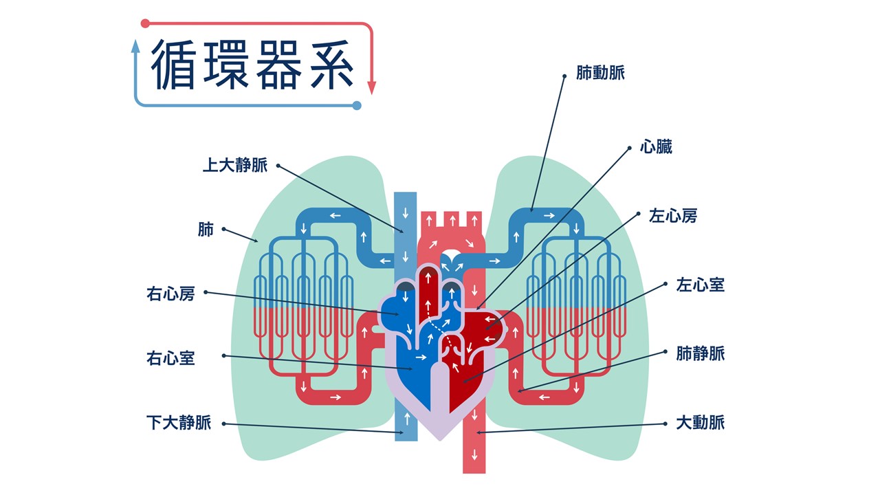 心臓の構造と血液循環