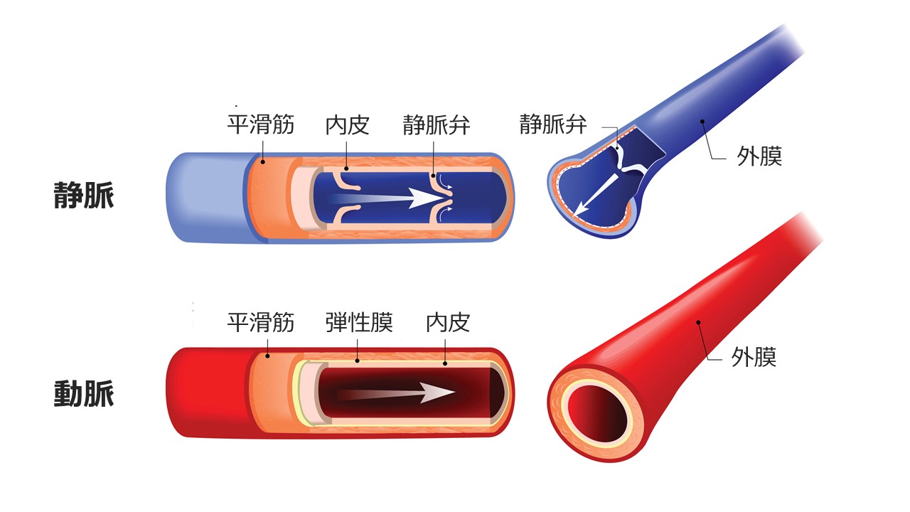 静脈動脈