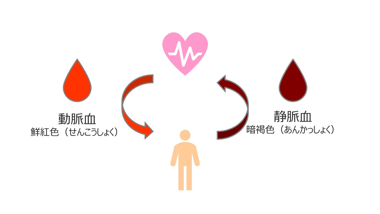 動脈血と静脈血