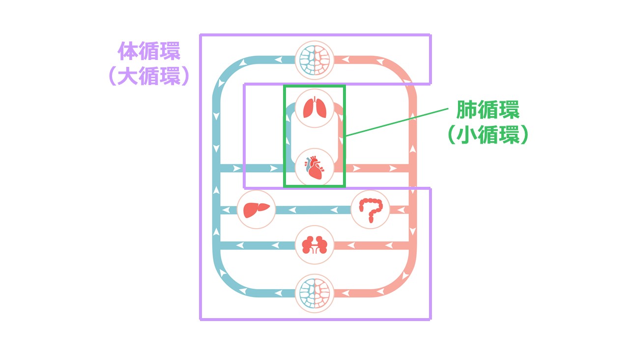 体循環と肺循環