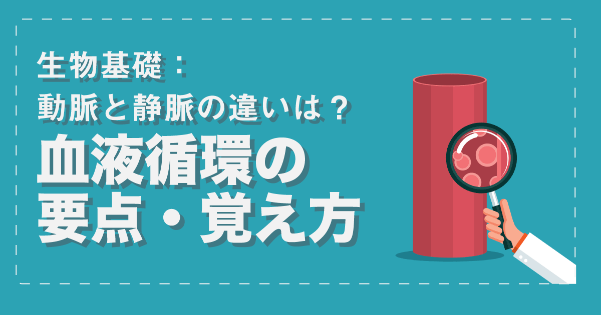 動脈と静脈の構造の違いは?血液循環のポイント&覚え方【生物基礎】