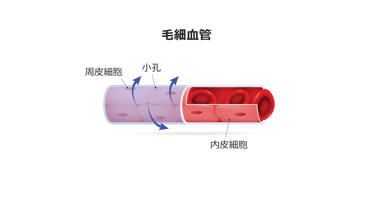 毛細血管