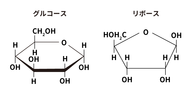 グルコースとリボースの構造式