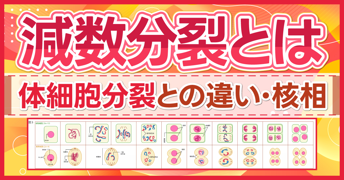 減数分裂とは