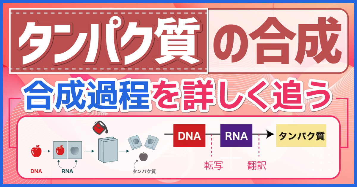 タンパク質の合成